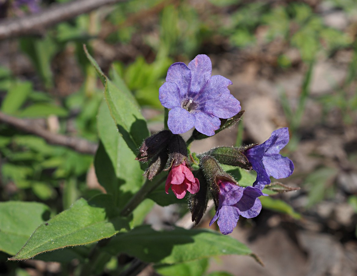 Image of Pulmonaria obscura specimen.