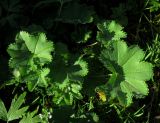 Alchemilla krylovii