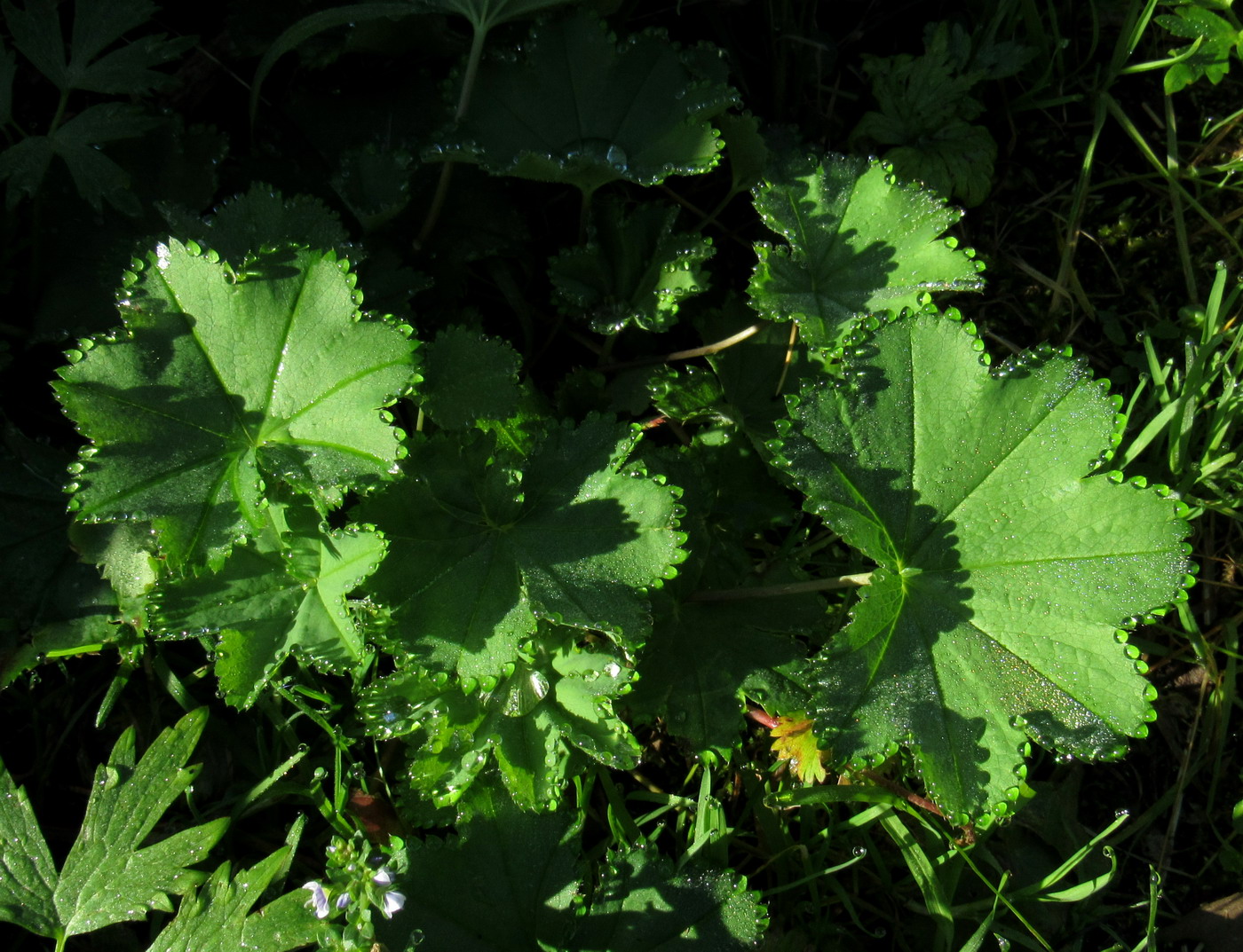 Изображение особи Alchemilla krylovii.