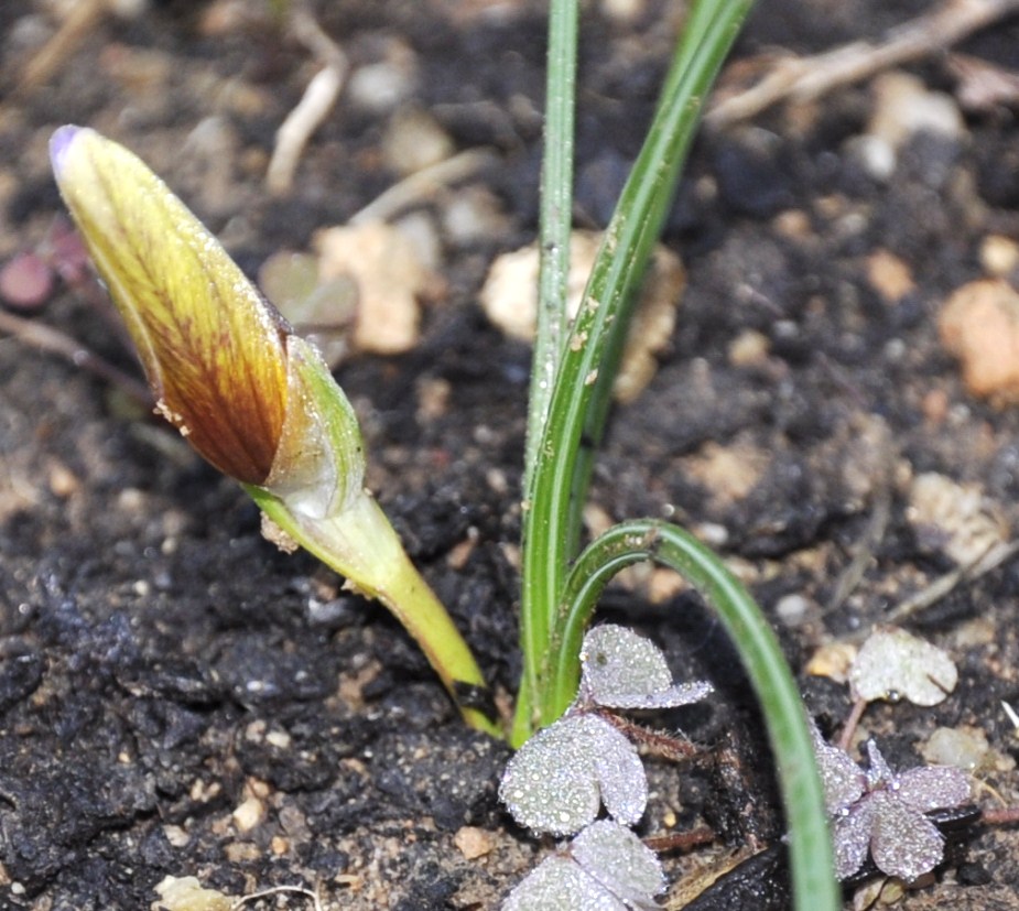 Изображение особи Romulea bulbocodium.