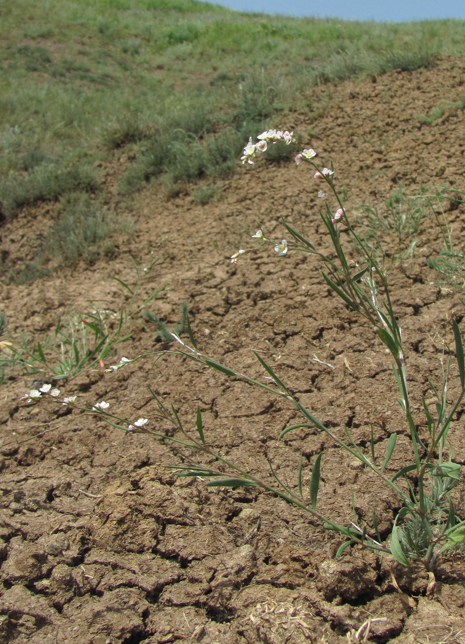 Изображение особи Polygonum pulchellum.