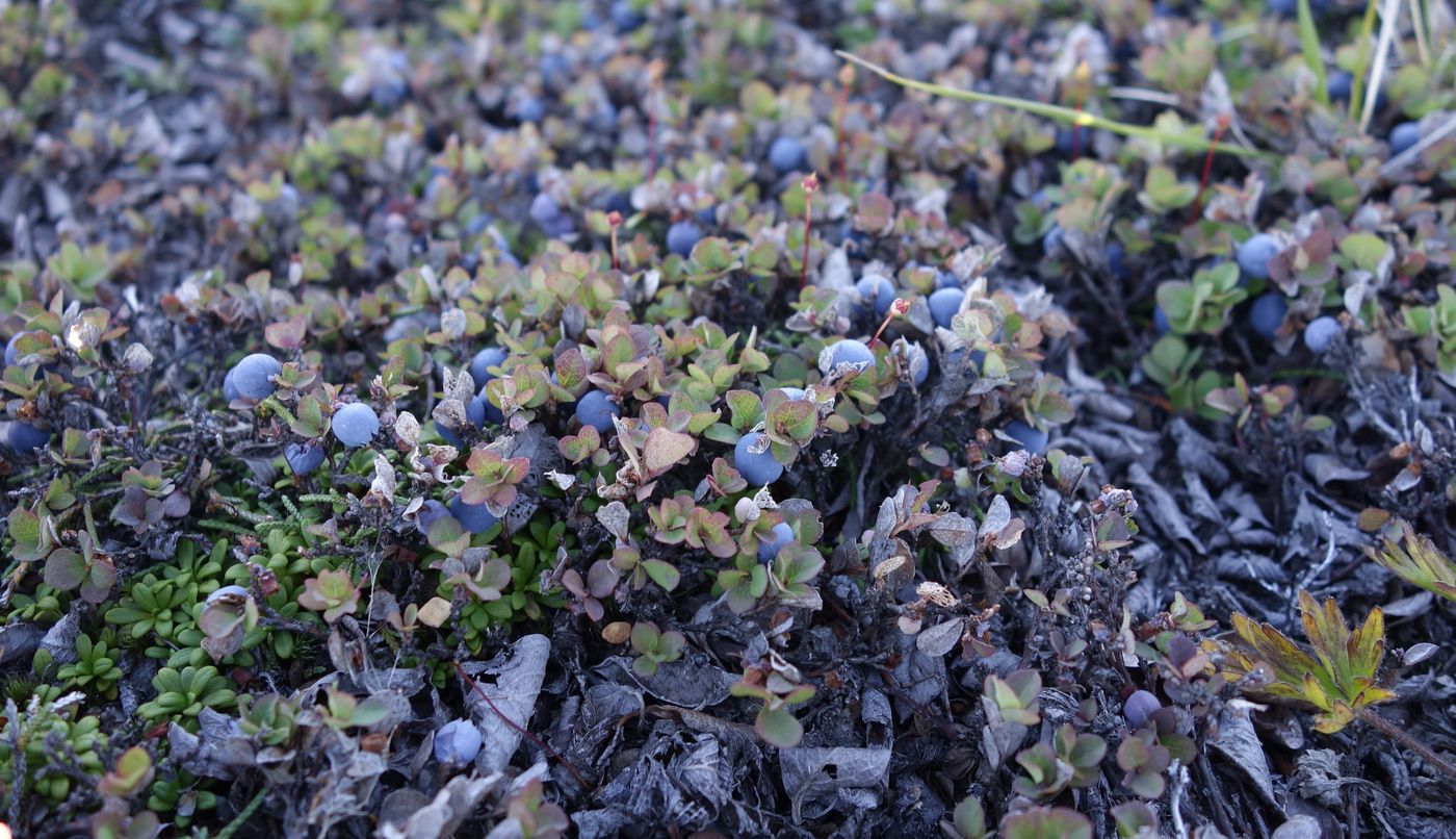 Image of Vaccinium vulcanorum specimen.