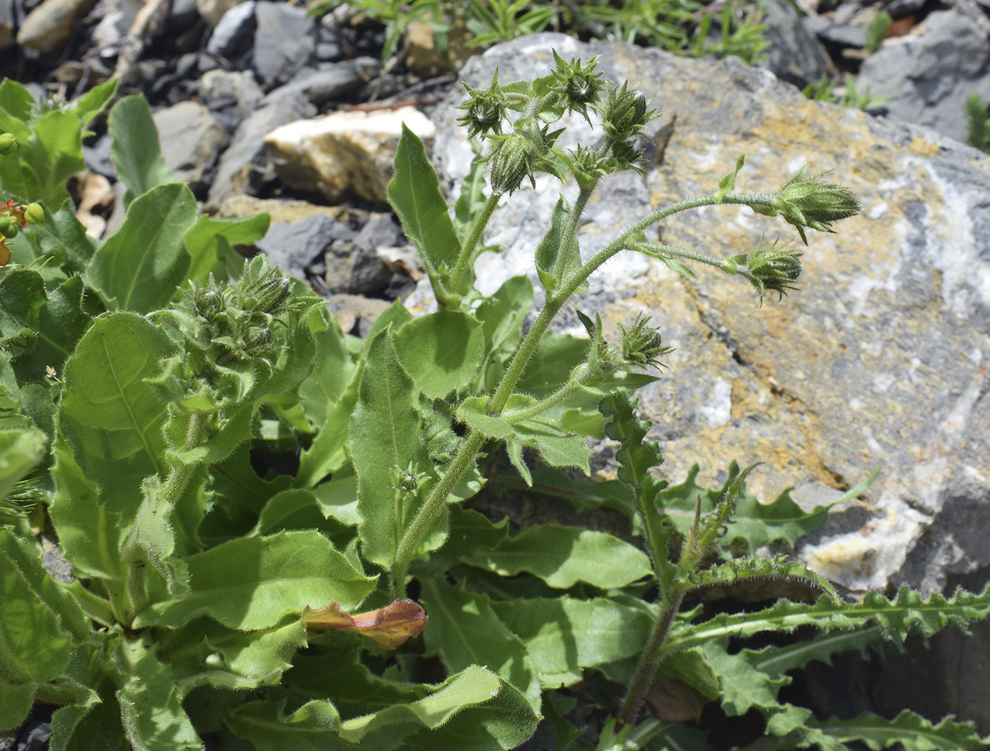 Image of Hieracium amplexicaule specimen.