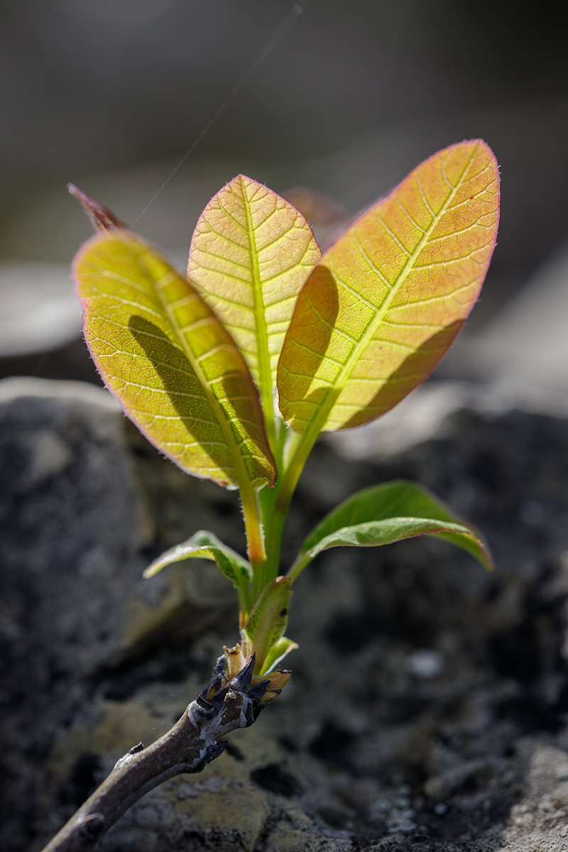 Изображение особи Cotinus coggygria.