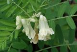 Vicia balansae