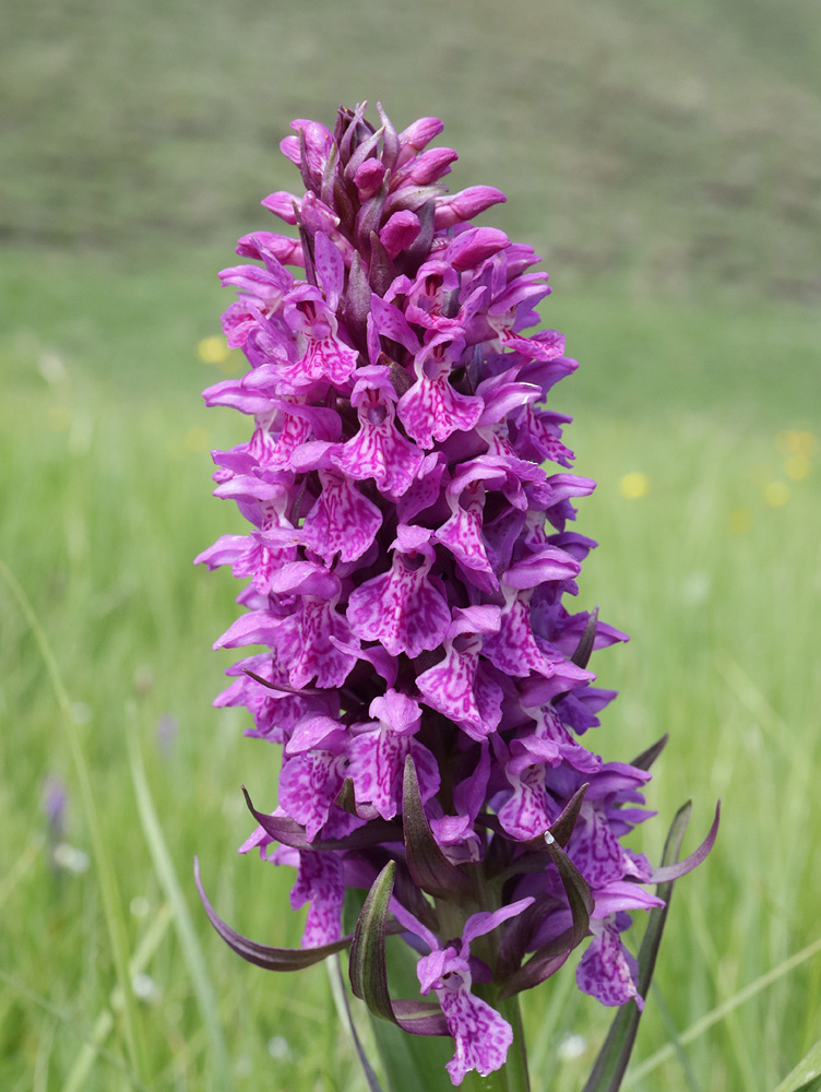 Изображение особи Dactylorhiza euxina.