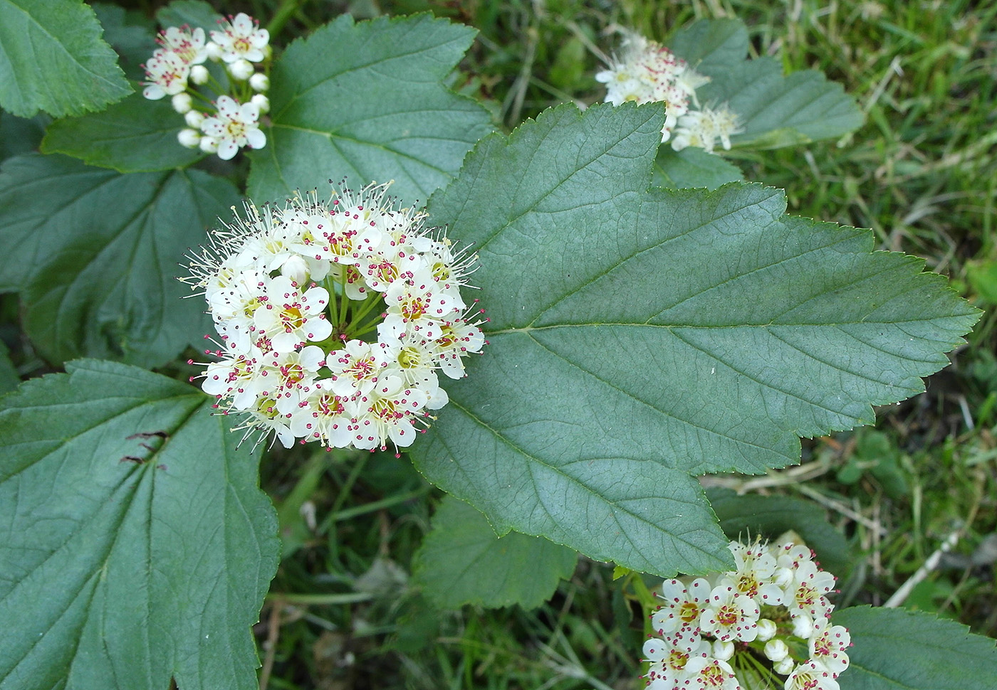 Image of Physocarpus opulifolius specimen.