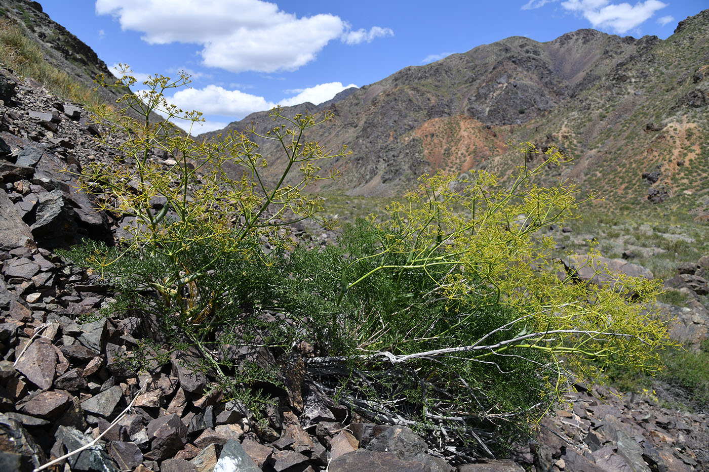 Image of Ferula ovina specimen.