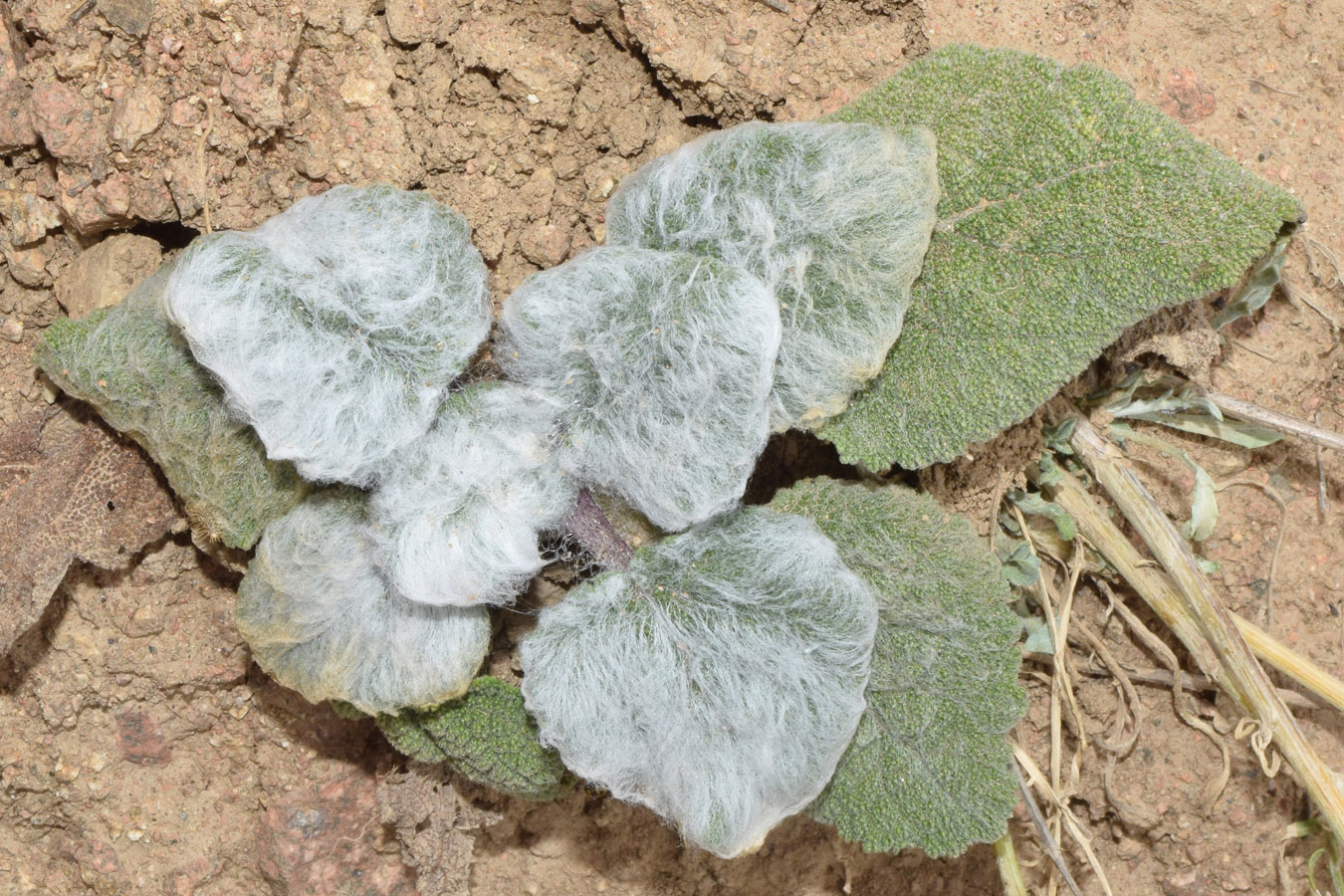 Изображение особи Salvia sclarea.