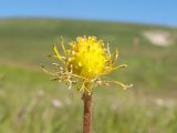 Ranunculus oreophilus. Верхушка побега с плодом. Адыгея, Кавказский биосферный заповедник, склон горы Блям, ≈ 2200 м н.у.м., субальпийский луг. 19.07.2015.