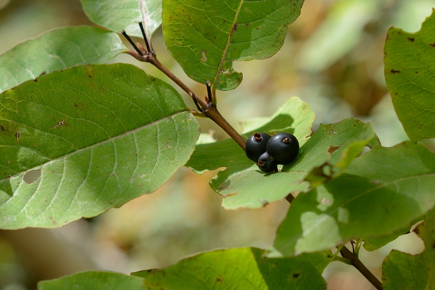 Изображение особи Lonicera orientalis.