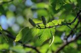 Betula ermanii. Верхушка побега с соплодиями. Курильские о-ва, о-в Кунашир, вулкан Менделеева, ≈ 800 м н.у.м., смешанный лес. 21.08.2022.