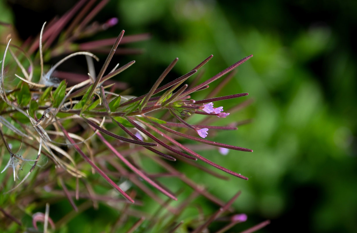 Изображение особи род Epilobium.