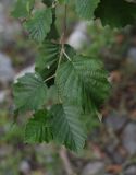 Alnus incana. Листья на верхушке побега. Чечня, Шаройский р-н, окраина с. Химой, левый берег р. Цесиахк, рощица. 09.08.2023.