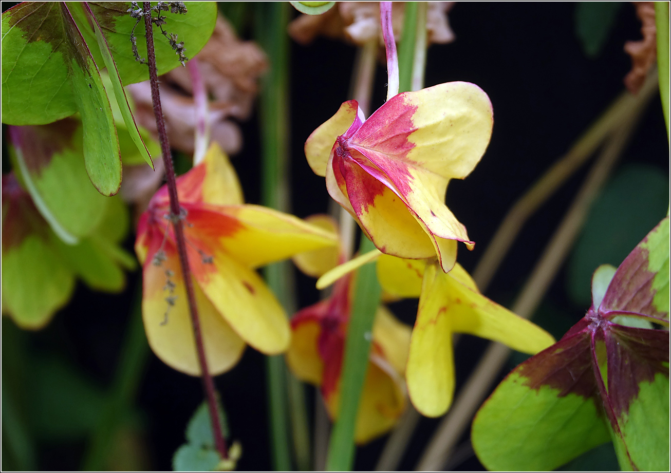 Image of Oxalis tetraphylla specimen.