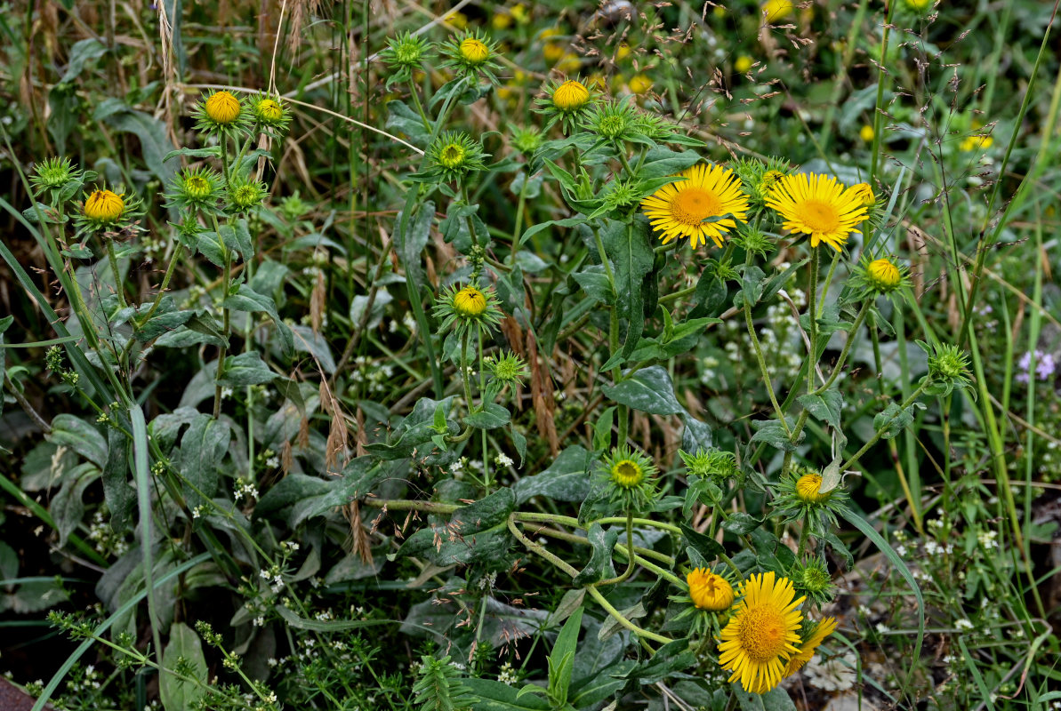 Изображение особи Inula britannica.