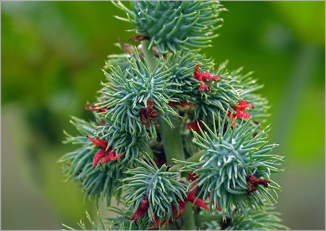 Image of Ricinus communis specimen.