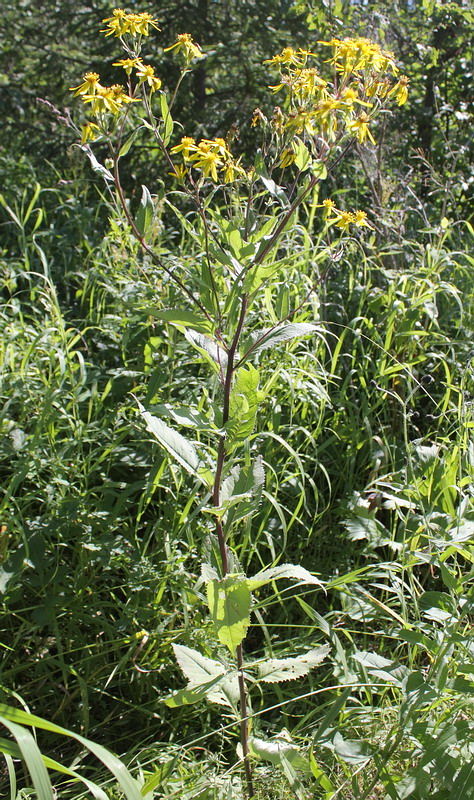 Image of Senecio nemorensis specimen.