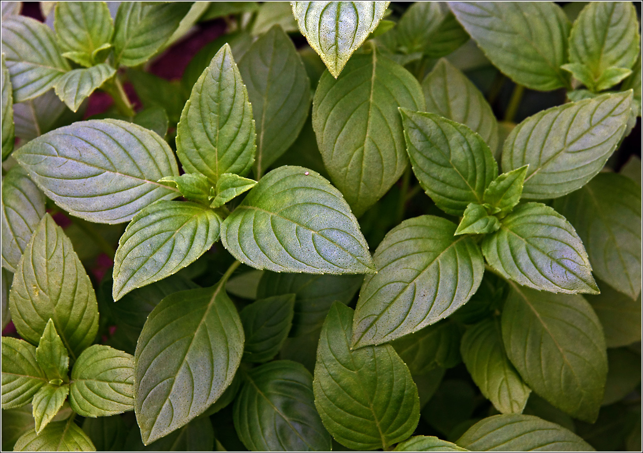 Image of Ocimum basilicum specimen.