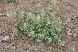 Stachys pubescens