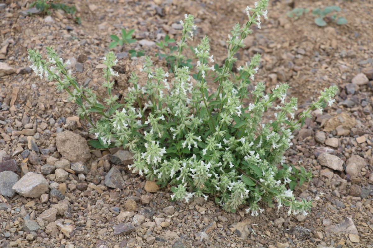 Изображение особи Stachys pubescens.