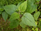 Stachys sylvatica. Верхушка побега с развивающимся соцветием. Московская обл., г. Дубна, лесопарк, смешанный лес. 17.06.2023.