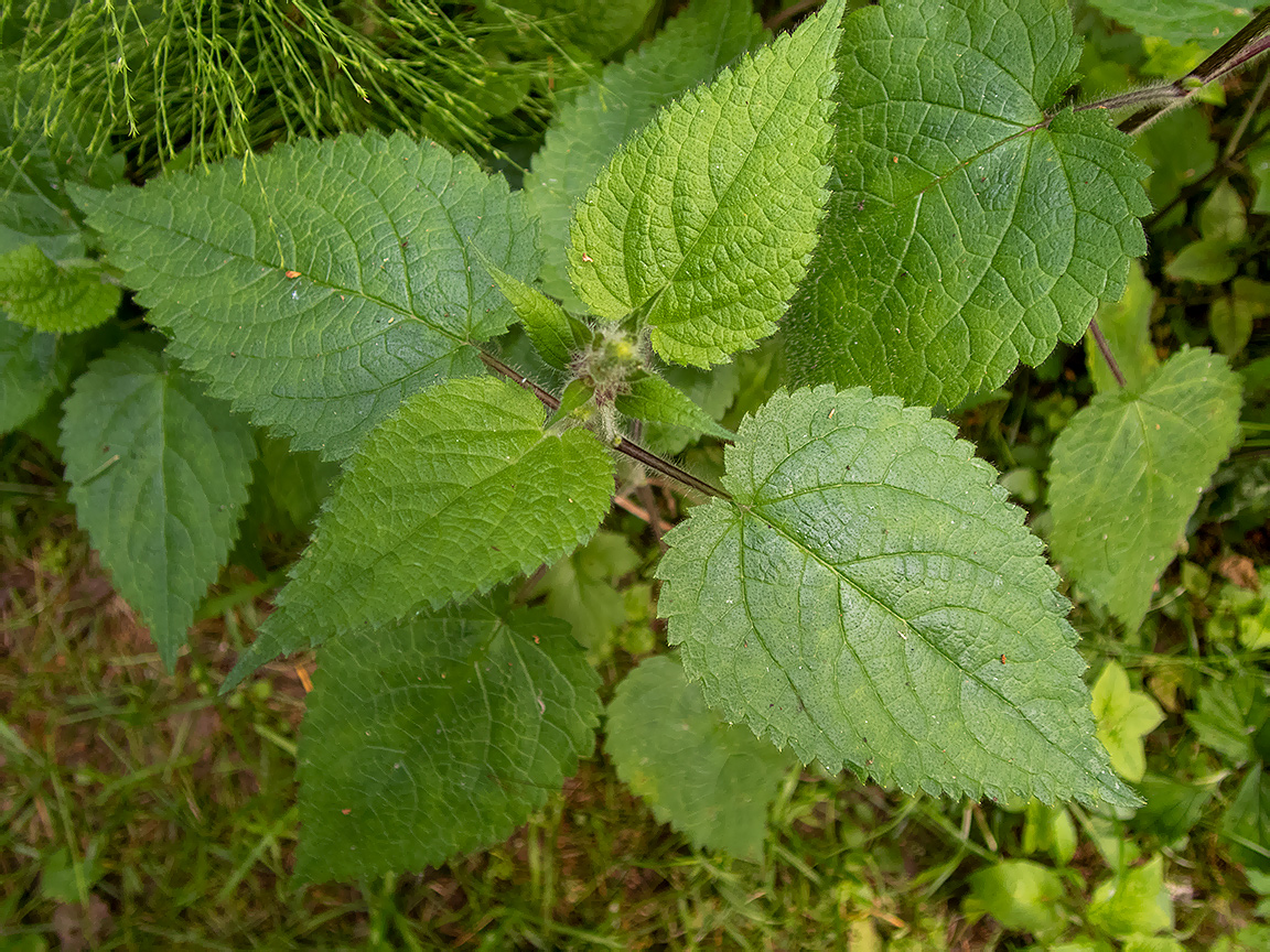 Изображение особи Stachys sylvatica.