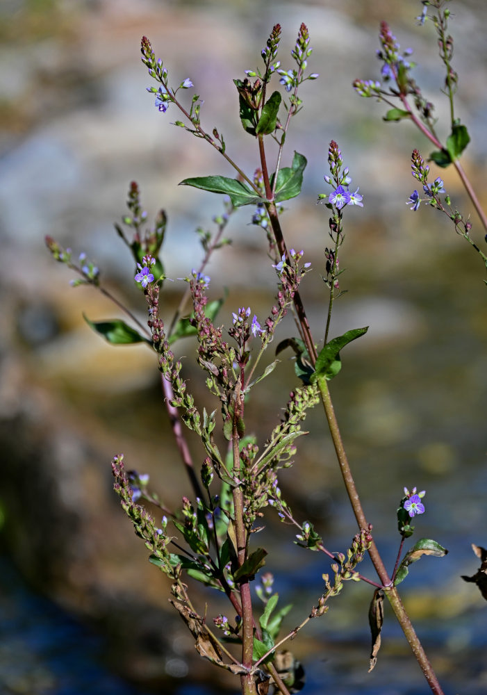 Image of Veronica anagallis-aquatica specimen.