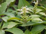 Pachysandra terminalis. Верхушка побега с развивающимся соцветием. Краснодар, парк \"Краснодар\", Японский сад, в культуре. 21.03.2024.