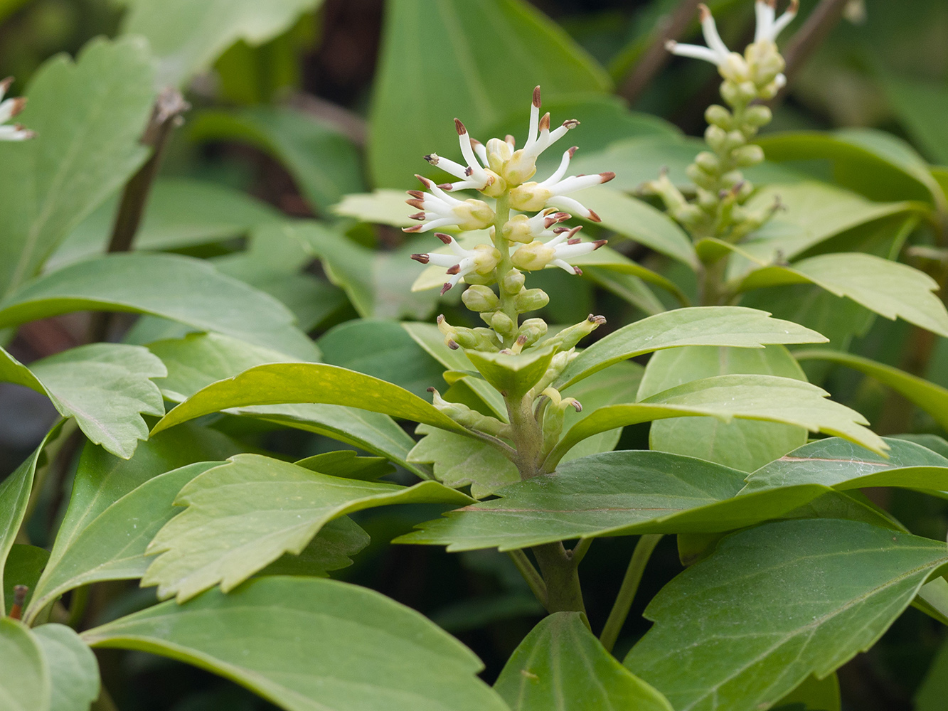 Изображение особи Pachysandra terminalis.