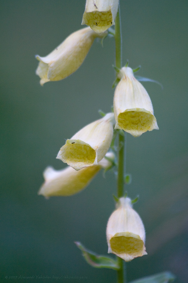 Изображение особи Digitalis grandiflora.