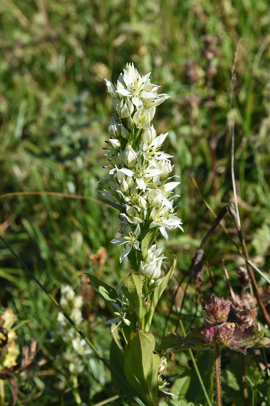 Image of Swertia iberica specimen.