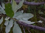 genus Salix. Листья (вид на абаксиальную поверхность). Чечня, Шаройский р-н, западный склон пер. Цумандинский, выс. 2100 м н.у.м., небольшой лес. 23 августа 2023 г.