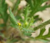 Papaver stevenianum