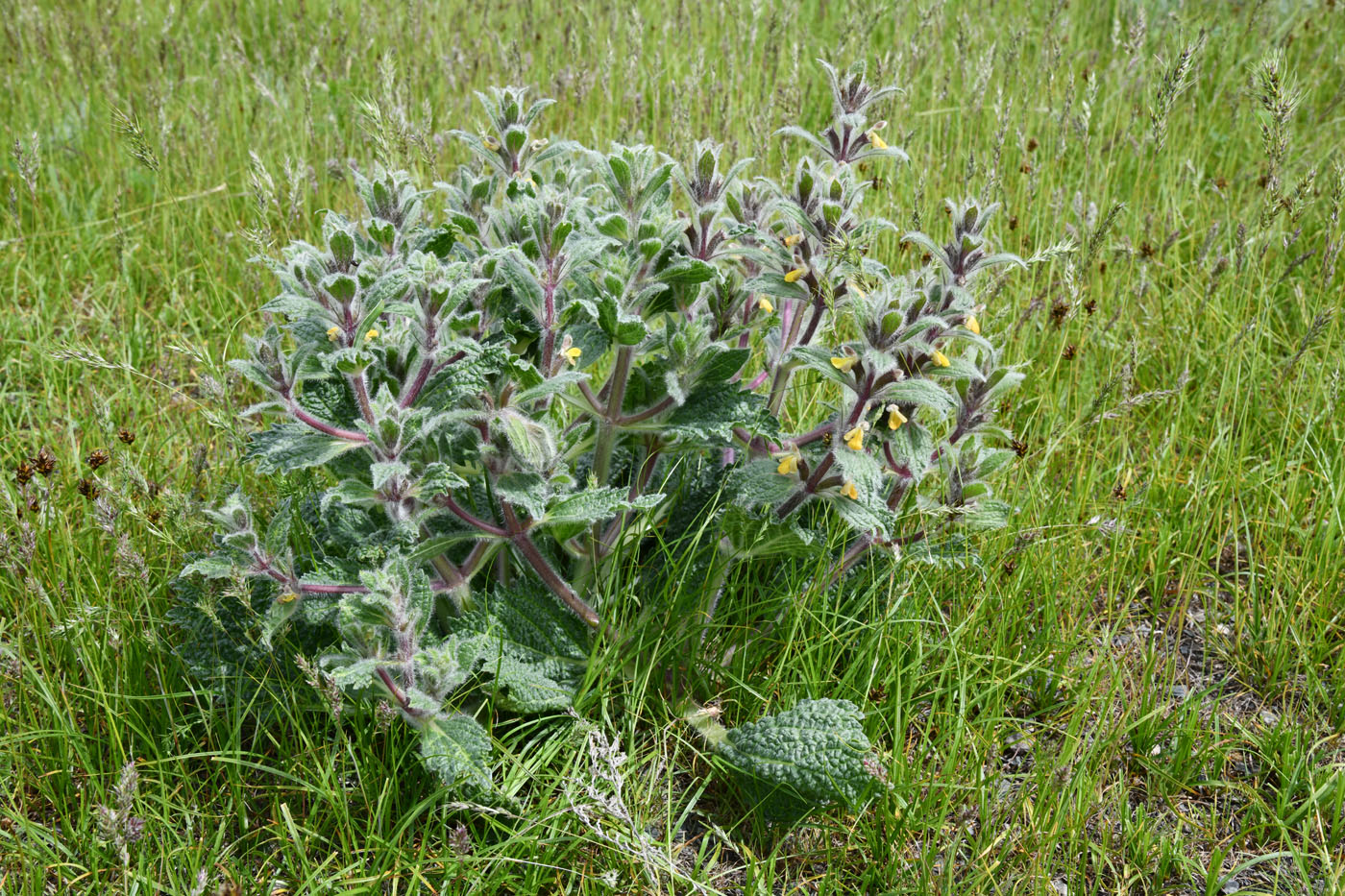Image of Paraeremostachys dshungarica specimen.