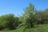 Pyrus communis