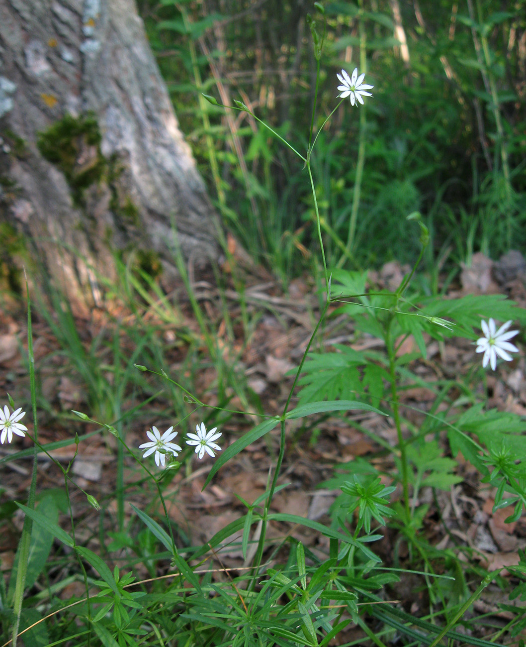 Изображение особи Stellaria palustris.