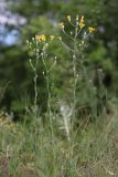 Crepis pannonica