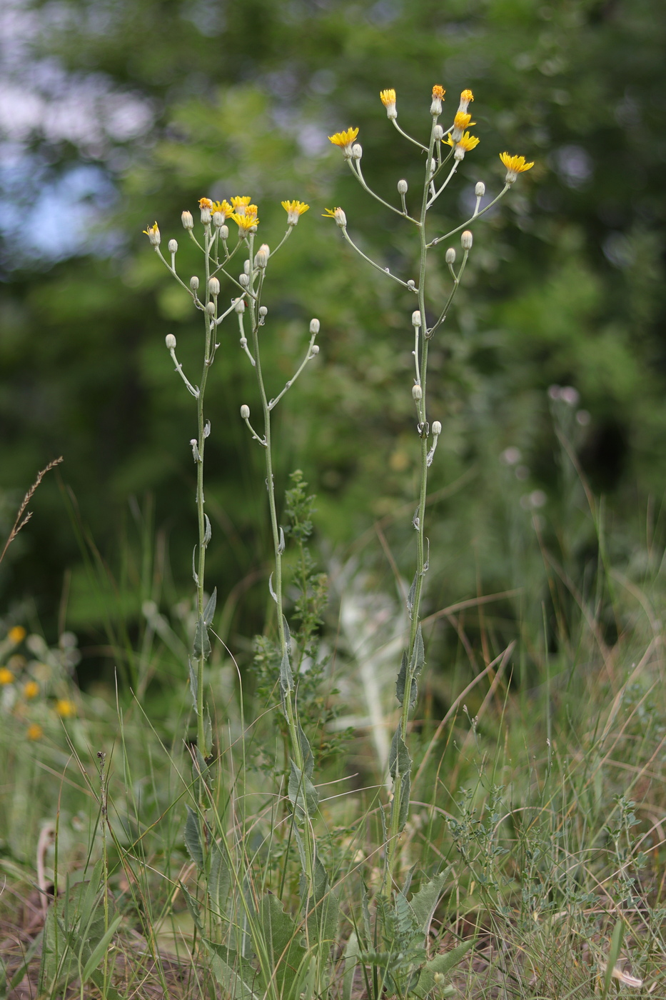 Image of Crepis pannonica specimen.