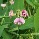 Lathyrus sylvestris