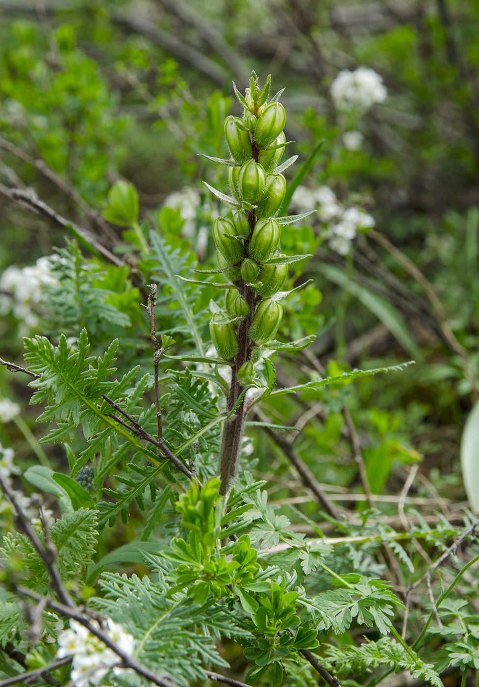 Image of Pedicularis sibirica specimen.