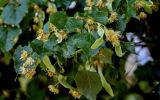 Tilia cordata