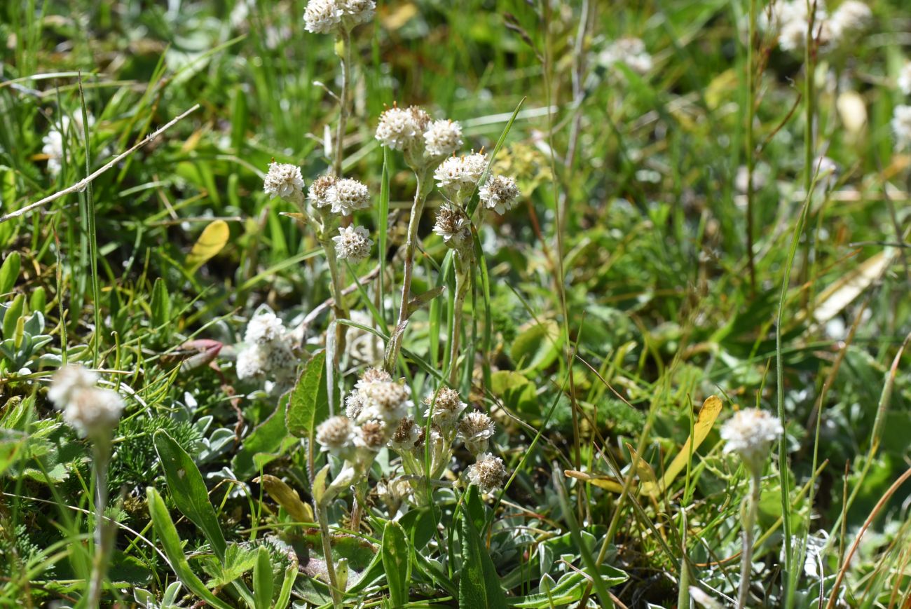 Image of Antennaria caucasica specimen.