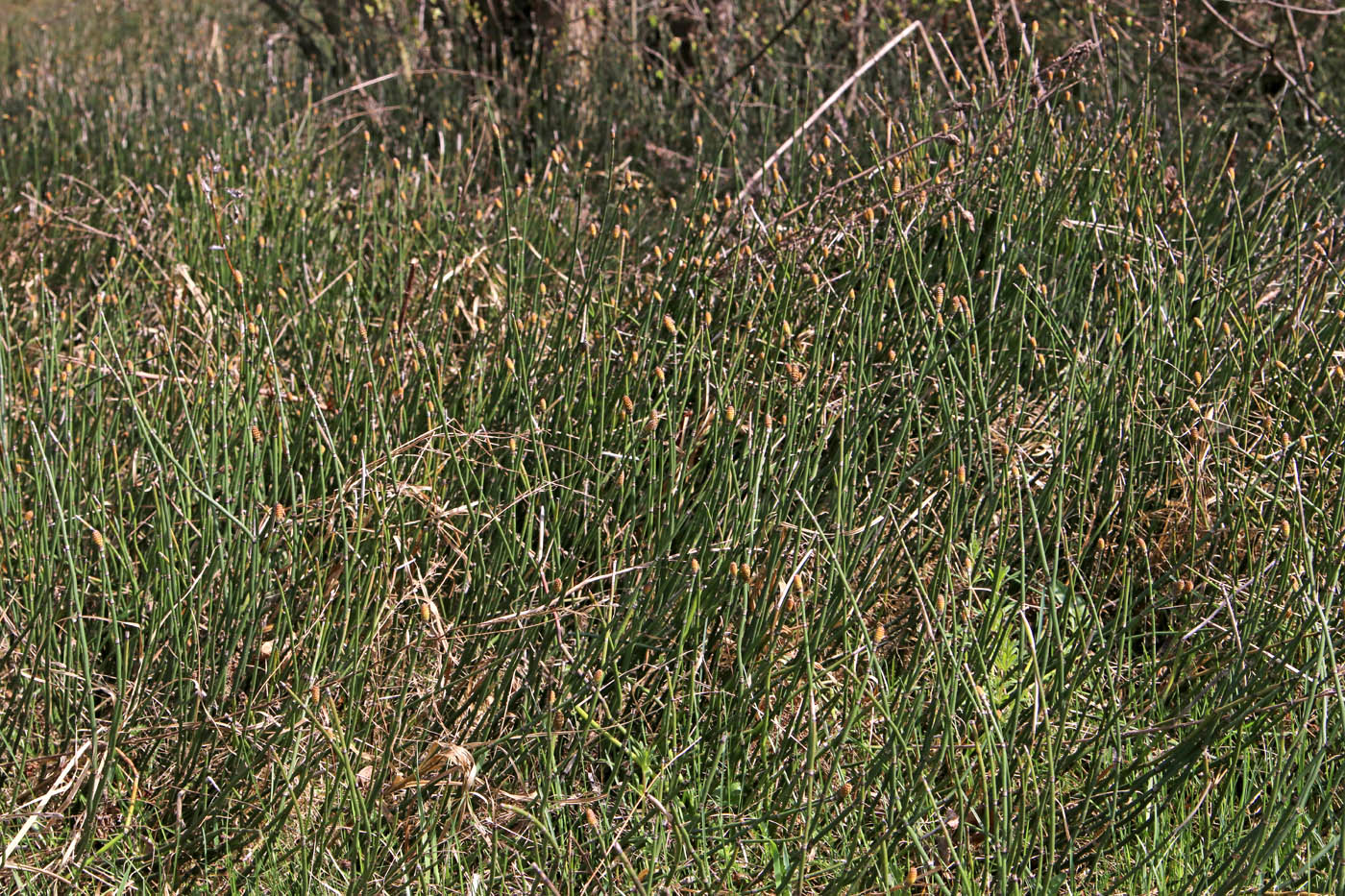 Image of Equisetum hyemale specimen.