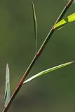 Image of taxon representative. Author is Вера Волкотруб