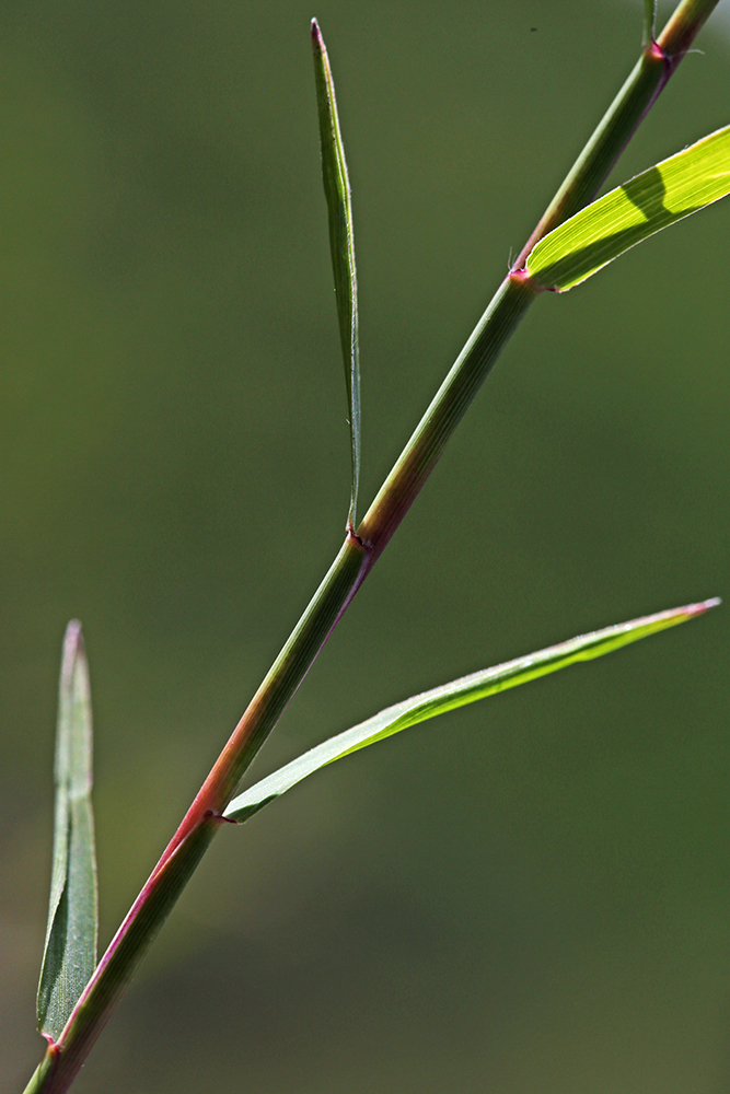 Image of Cleistogenes kitagawae specimen.