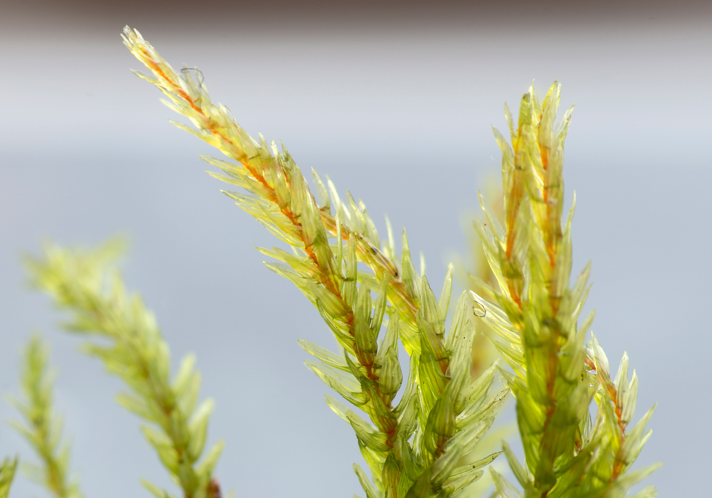 Изображение особи Climacium dendroides.