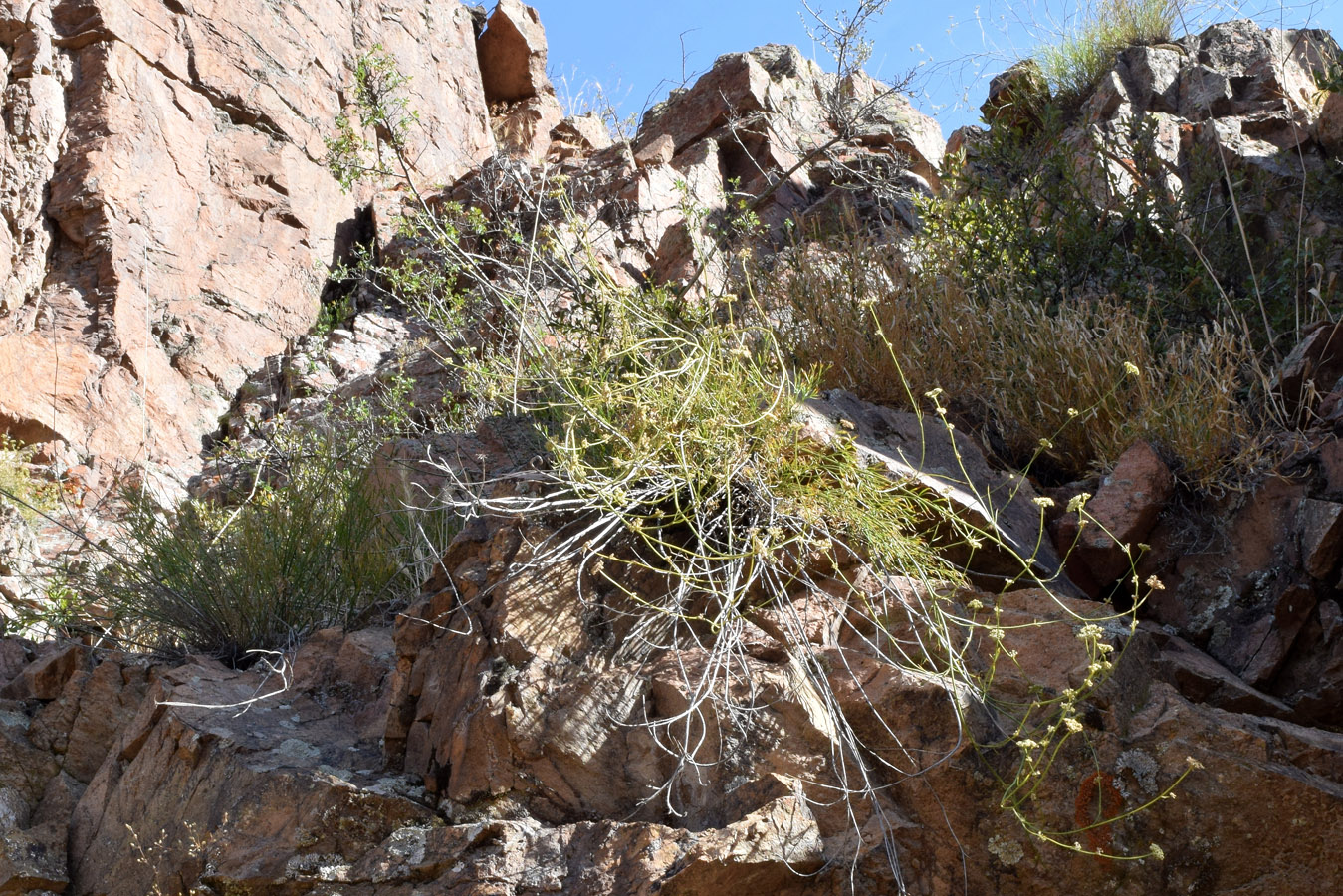 Image of Seseli tenuisectum specimen.