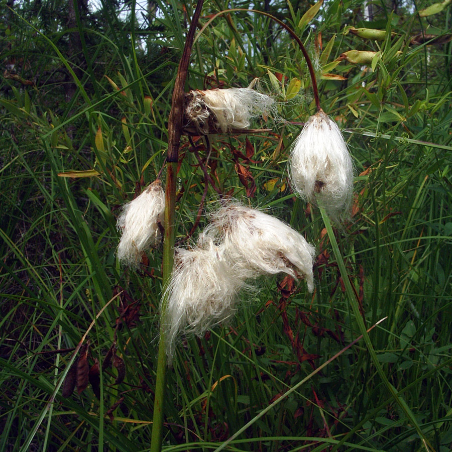 Изображение особи Eriophorum angustifolium.