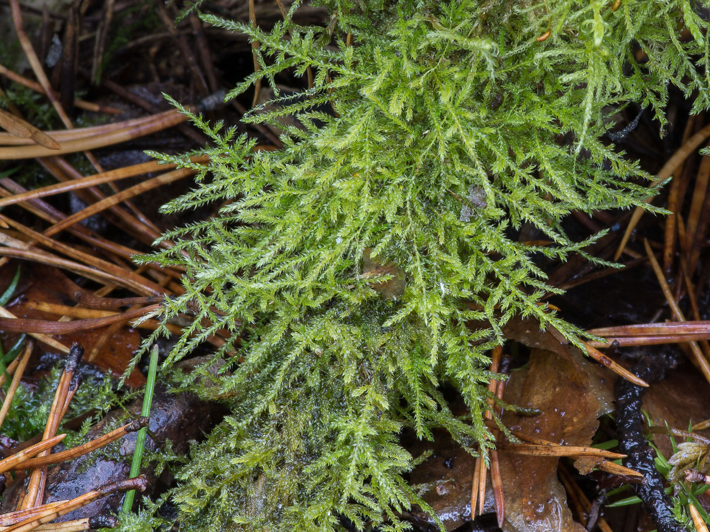 Image of class Bryopsida specimen.